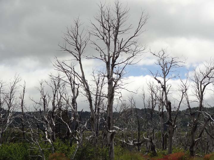 Bosque de la muerte - Chile